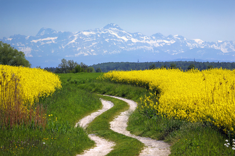Weg zwischen Rapsfeldern vor Bergkulisse